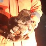 Vídeo: filhote de cão cai em bueiro e é resgatado por bombeiros militares