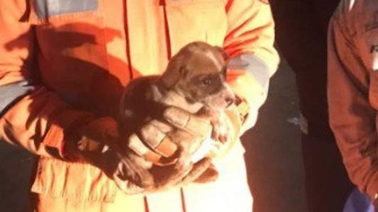 Cachorro foi resgatado de dentro de bueiro