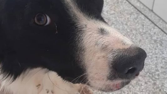 Cachorro foi resgatado e encaminhado para atendimento veterinário
