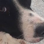 Suspeitos de agredirem cachorro são presos por maus-tratos  