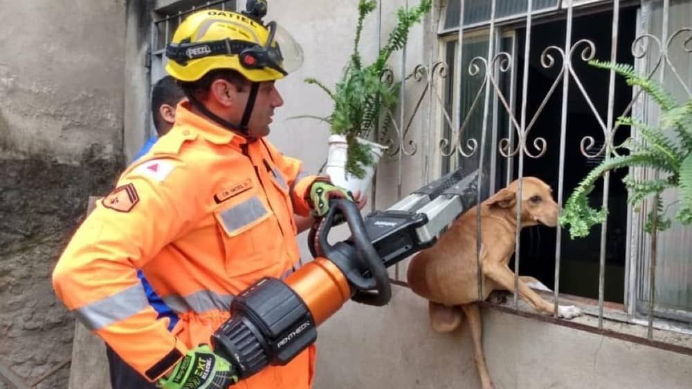 Bombeiros resgatam cachorro preso em grade de janela em Barbacena