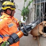 Bombeiros resgatam cachorro preso em grade de janela em Barbacena