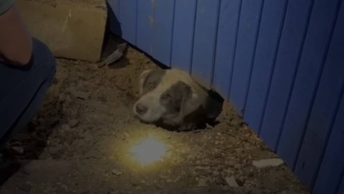Jornalistas resgatam cachorro soterrado após tornado  