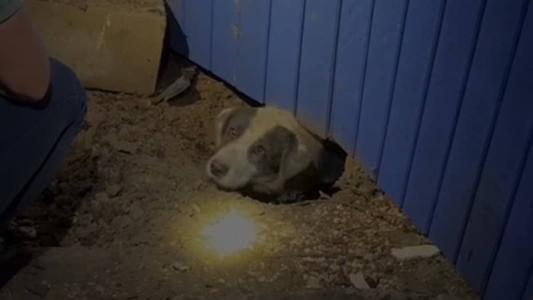 Cachorro foi retirado dos escombros por jornalistas