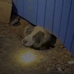 Jornalistas resgatam cachorro soterrado após tornado