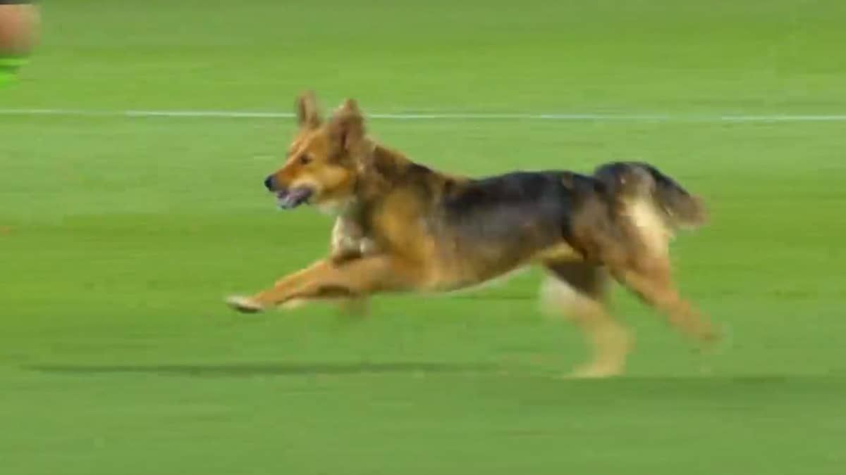 Cachorro invade campo em jogo pela Série A do Brasileiro