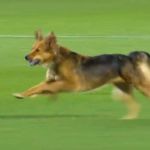 Cachorro invade campo em jogo pela Série A do Brasileiro