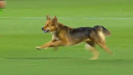 Cachorro invade campo da partida entre Coritiba e Cuiabá