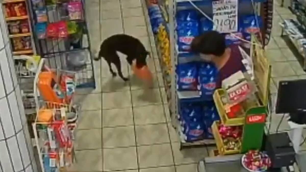 Vídeo: cachorro é flagrado ‘furtando’ pão três vezes em mercados no Espírito Santo