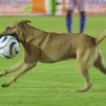 Cachorro invade campo e rouba bola durante partida de futebol no México