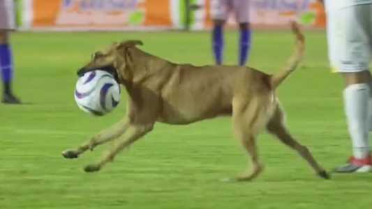 Cachorro invadiu o campo e roubou a bola