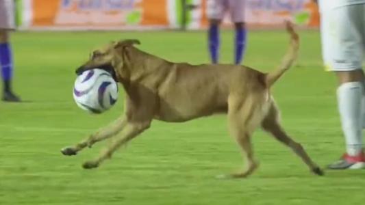 Cachorro invadiu o campo e roubou a bola