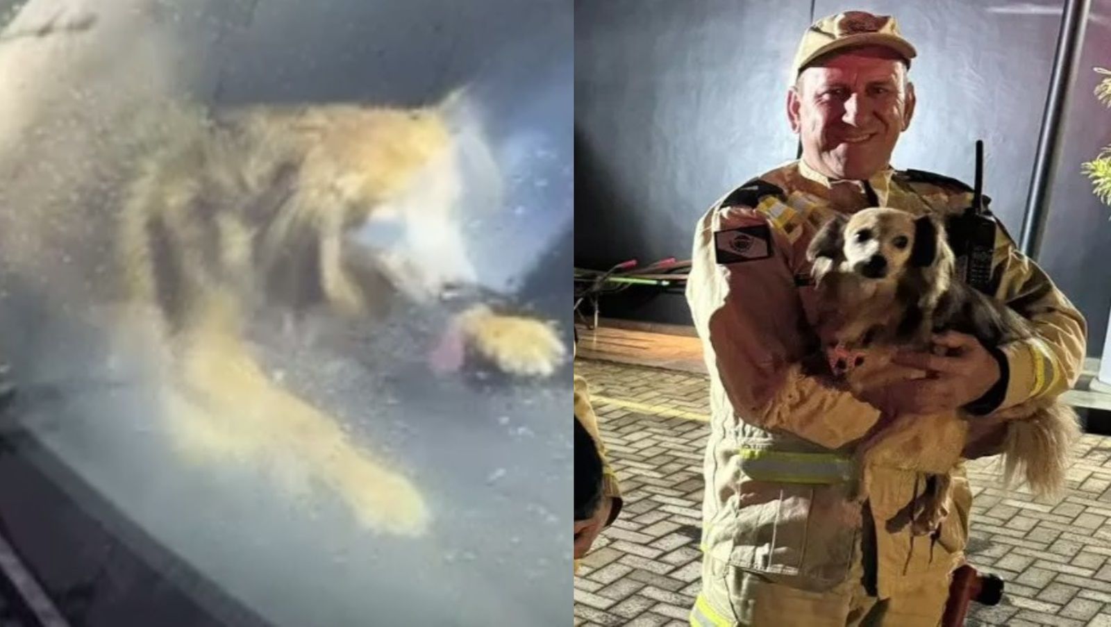 Vídeo: dono deixa chave dentro de Jaguar e bombeiros quebram vidro para resgatar cães