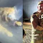 Vídeo: dono deixa chave dentro de Jaguar e bombeiros quebram vidro para resgatar cães