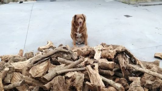 Cachorro mais velho do mundo morre aos 31 anos: 'ganhou asas'  