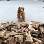 Cachorro mais velho do mundo morre aos 31 anos: 'ganhou asas'  