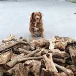 Cachorro mais velho do mundo morre aos 31 anos: 'ganhou asas'