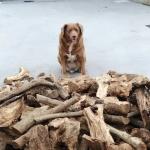 Cachorro mais velho do mundo morre aos 31 anos: 'ganhou asas'
