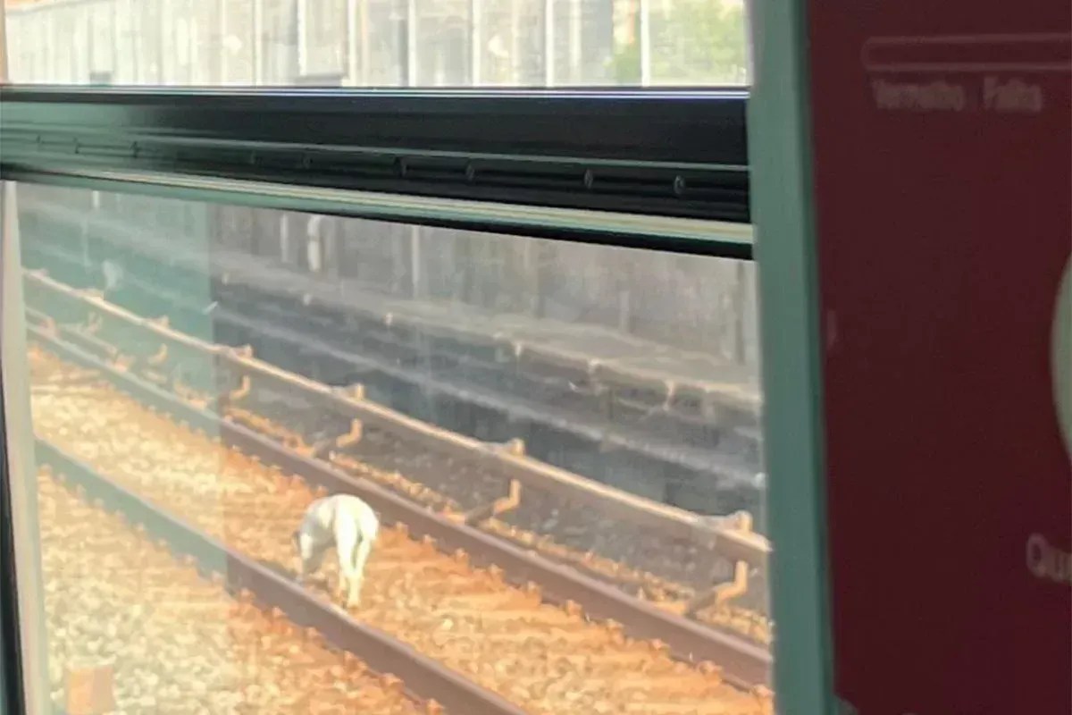 Vídeo: Cachorro em trilhos atrasa linha de metrô e lota estações em SP