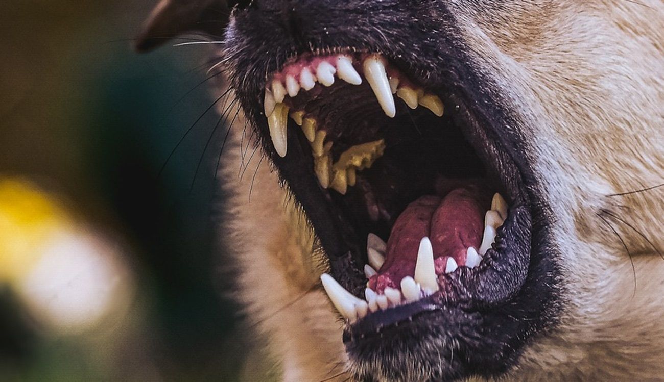 MG: pitbull dilacera rosto e arranca couro cabeludo de criança de 2 anos