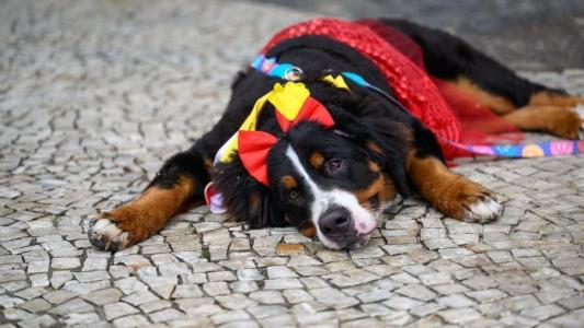 A orientação é que as roupinhas sejam leves, confortáveis e permitam a regulação térmica do corpo, que é o ponto crítico em dias quentes