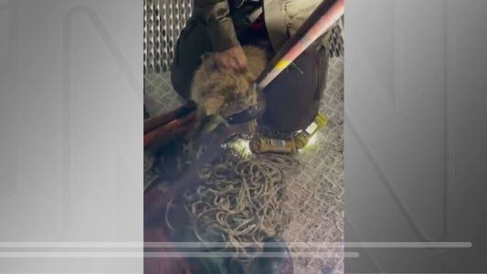 Cachorro é resgatado após ficar preso por 5 horas na ponte Rio-Niterói | CNN Brasil