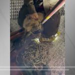 Cachorro é resgatado após ficar preso por 5 horas na ponte Rio-Niterói