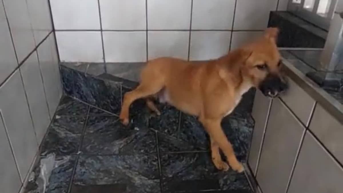 Cachorro bebe garrafa de saquê, fica 'bêbado' e assusta tutor; veja vídeo