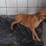 Cachorro bebe garrafa de saquê, fica 'bêbado' e assusta tutor; veja vídeo