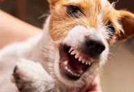 O comportamento reativo dos cães tem solução: como compreender e lidar