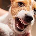 O comportamento reativo dos cães tem solução: como compreender e lidar