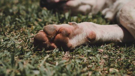 Cachorro recebeu atendimento veterinário