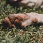 Homem é preso em flagrante abusando sexualmente de cachorro no Sul de Minas Gerais