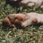 Homem preso em flagrante abusando de cão é solto no Sul de Minas Gerais 