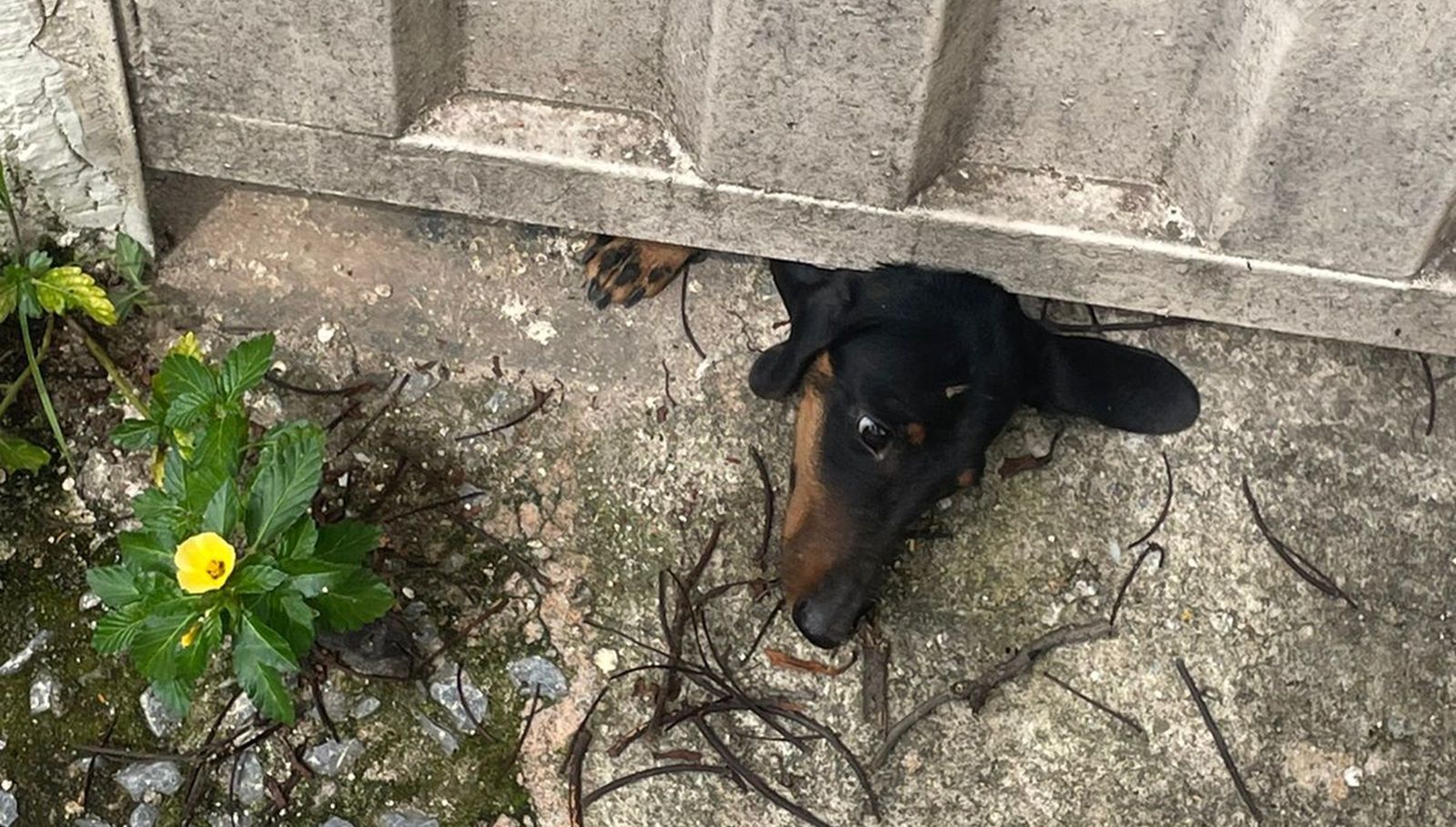 Vídeo: cachorrinho fica com cabeça presa embaixo de portão e é salvo por bombeiros em BH