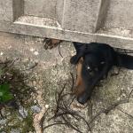Vídeo: cachorrinho fica com cabeça presa embaixo de portão e é salvo por bombeiros em BH