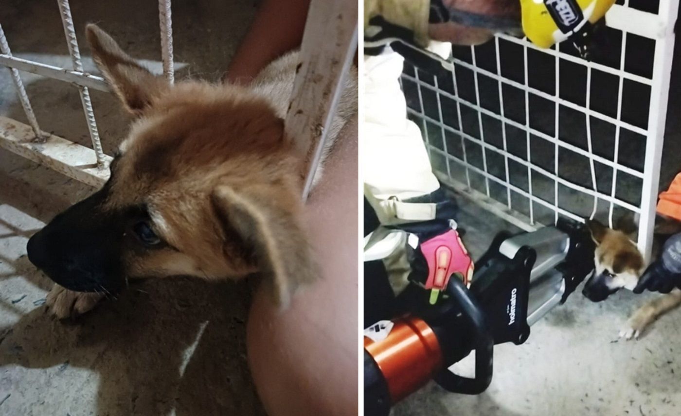 Vídeo: mulher volta da igreja e encontra cachorrinho com a cabeça presa em portão