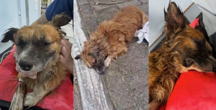 Caso já está sob investigação da Polícia Civil Caso já está sob investigação da Polícia Civil