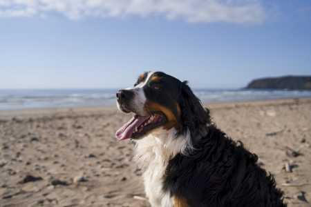 Como afirma o CFMV, a saúde única (humana, animal e ambiental) é indissociável: cuidar da higiene do seu cão na praia é cuidar da saúde de todos os banhistas