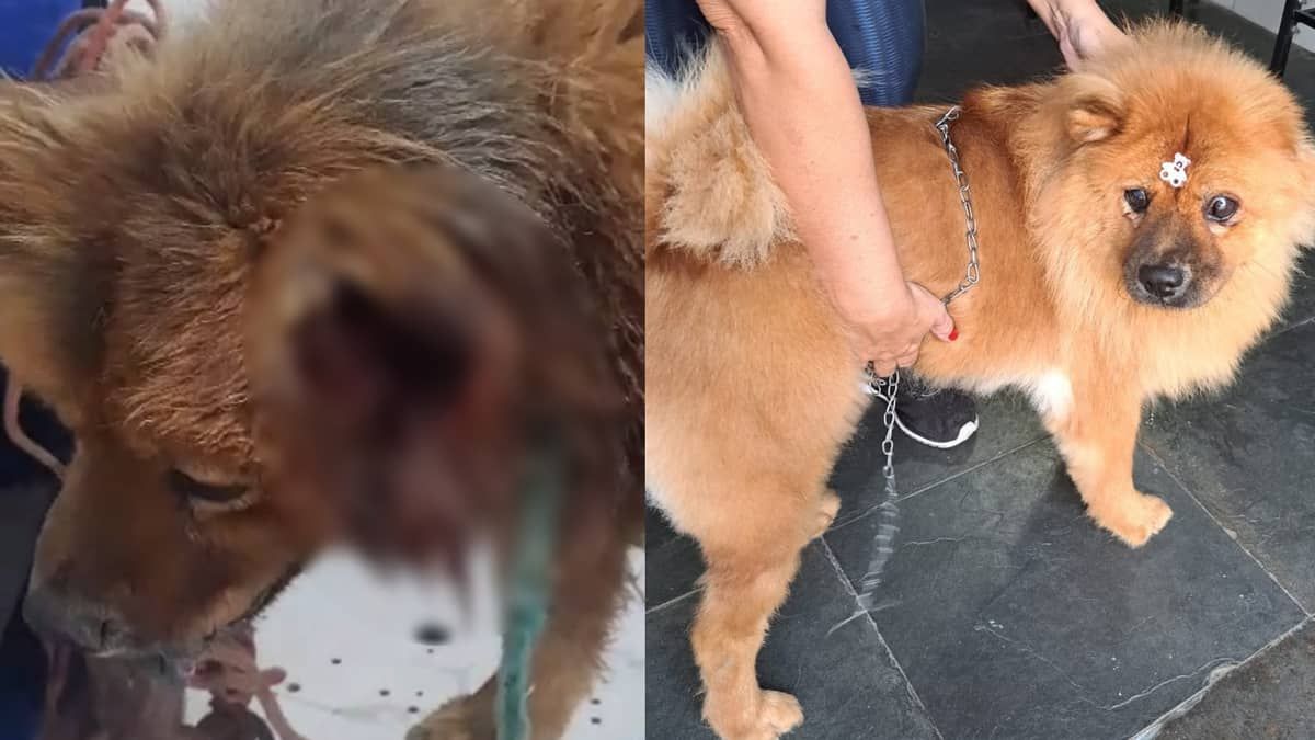 Chow-Chow cega se recupera após ter orelha arrancada na Grande BH e busca novo lar