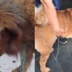 Chow-Chow cega se recupera após ter orelha arrancada na Grande BH e busca novo lar