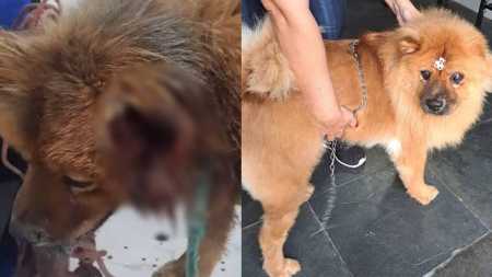Cachorro se recuperou e, agora, procura um novo tutor