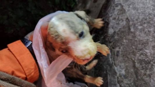 Cachorro tem cerca de 17 dias de vida e acabou caindo no buraco