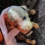 Filhote de cachorro cai em poço artesiano de 17 metros de profundidade no interior de Minas  