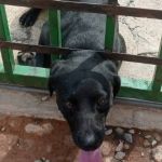 Cães mobilizam bombeiros no interior de Minas; veja imagens dos resgates