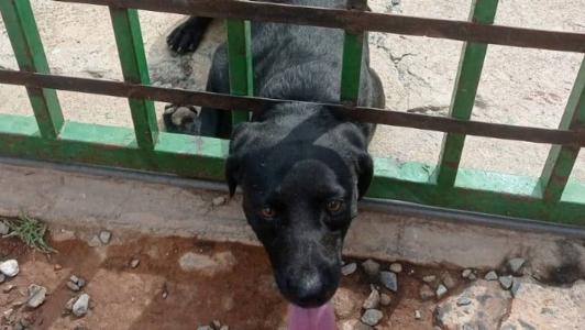 Cachorro tentou entrar em estabelecimento
