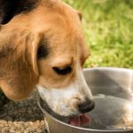 Observe sinais de alerta e identifique quando o cachorro pode estar com vermes