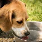 Veterinária orienta sobre cuidados com pets durante o verão