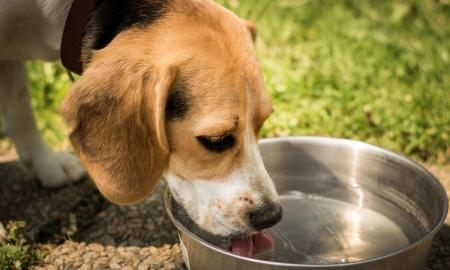 Cachorro tomando agua hidratação animal