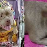 Cachorra influencer sofre queimadura após ataque com bombinha em SP